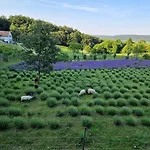 Bagolyvölgy Tulkó Ház * Balatonhenye